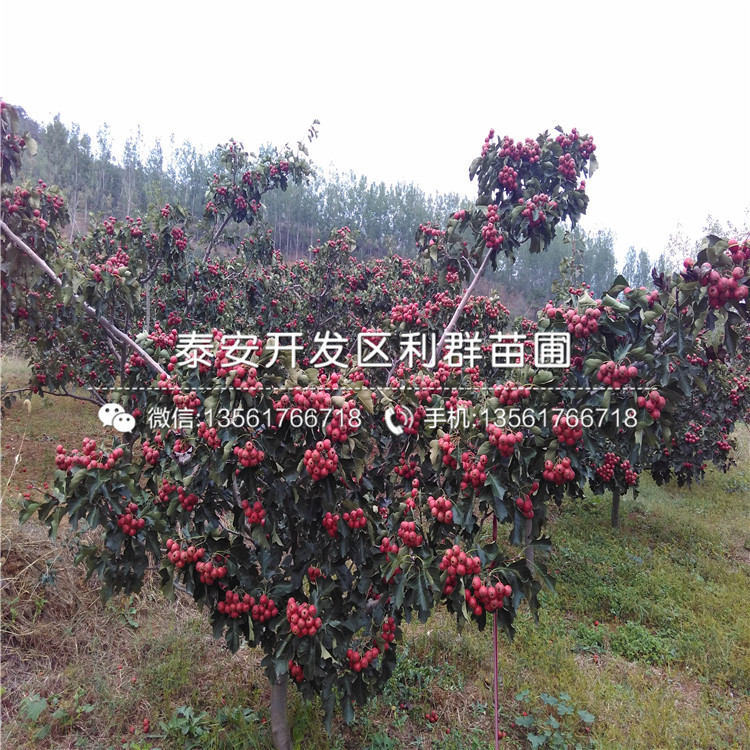 海棠花 扦插繁殖：掌握技巧，轻松繁衍美丽