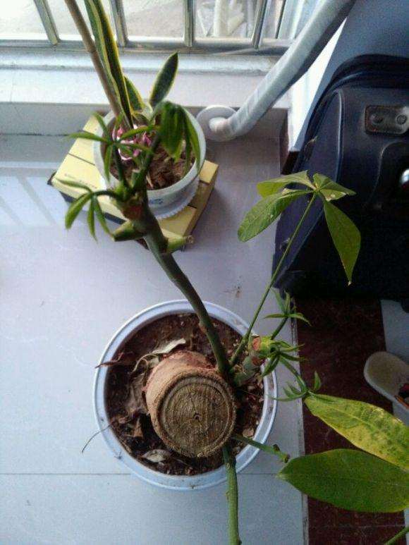 金钱草扦插：繁殖新植株的简易指南