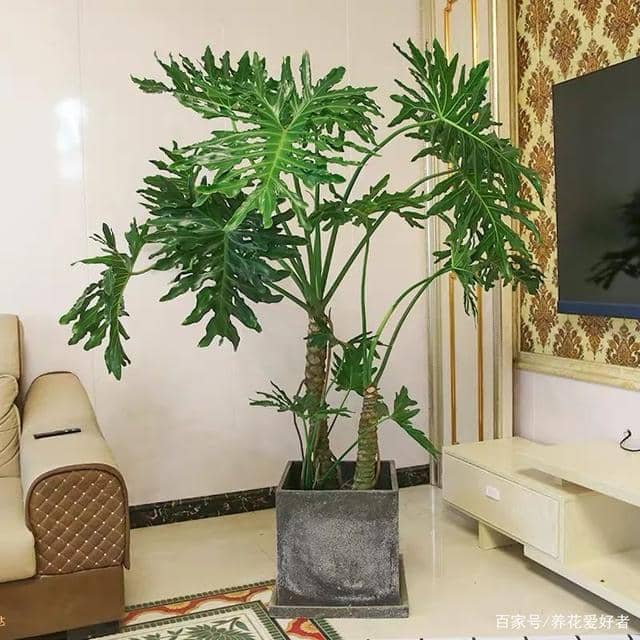 月季扦插繁殖技术：掌握要点，轻松繁育美丽月季