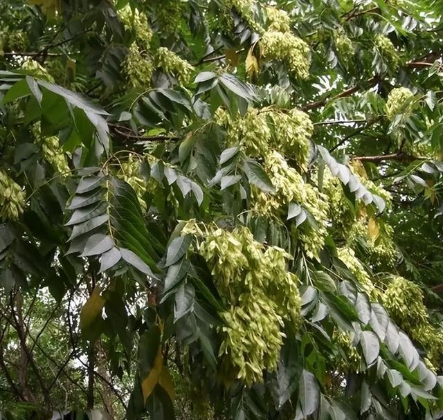 蔷薇花枝扦插：掌握技巧，让你的花园焕发光彩