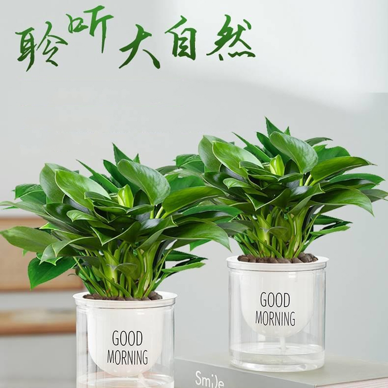 绿宝石扦插视频：掌握繁殖技巧，养出繁茂绿植