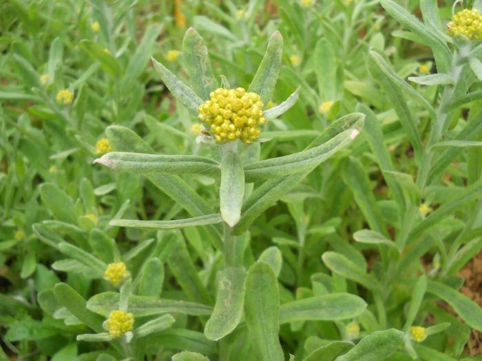苦瓜种植方法：掌握要领，轻松种出绿色健康