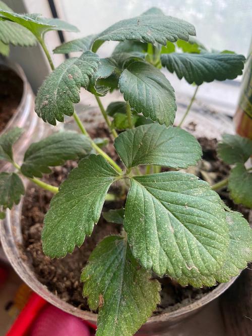 标题：盆栽番茄生长——家庭种植新风尚