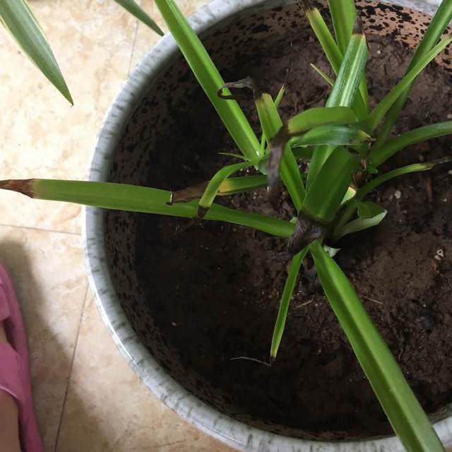 百万小玲扦插：繁殖技巧与养护指南