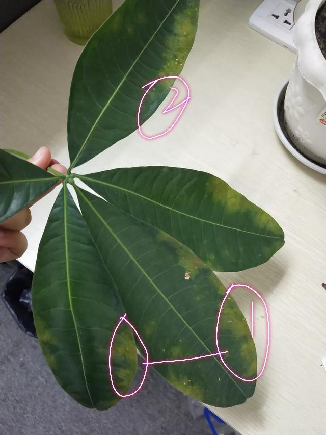 食用百合的种植方法
