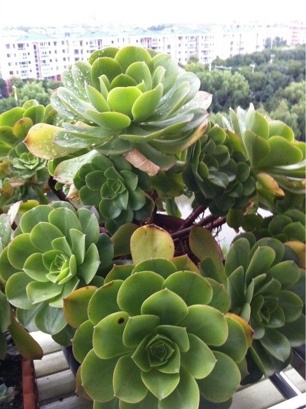 盆栽观赏辣椒图片：点亮家居温馨的绿色装饰