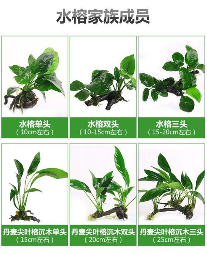 一叶兰的繁殖方法：详解与技巧