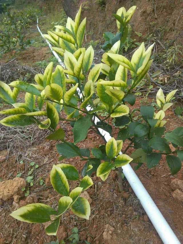 鸡蛋花养殖方法：掌握关键技巧，让鸡蛋花繁茂盛开