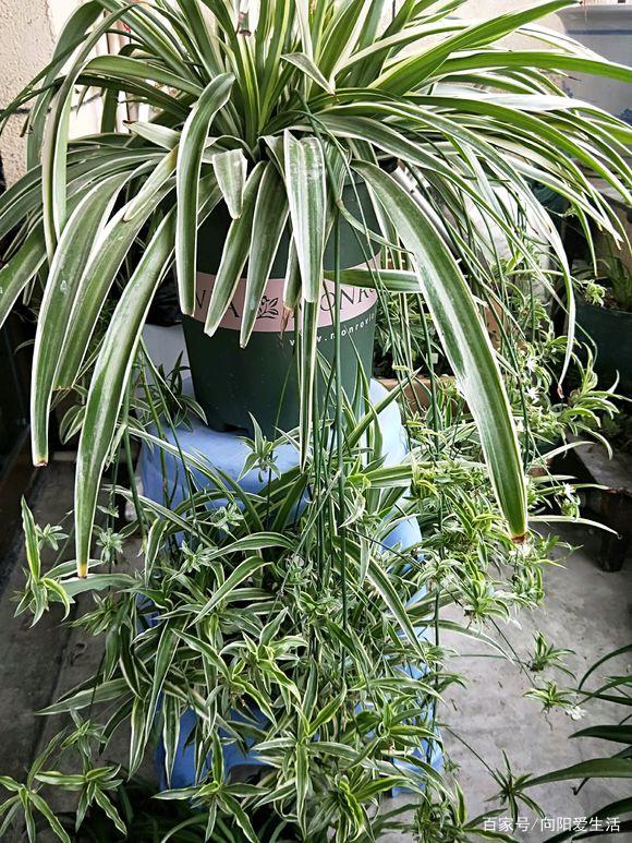 盆栽沙漠玫瑰养殖方法
