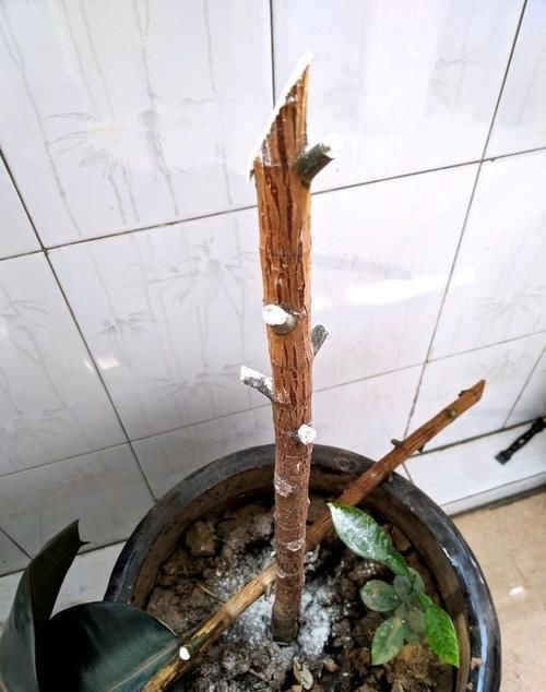 发财树养护方法：让财富生长在家中的秘诀
