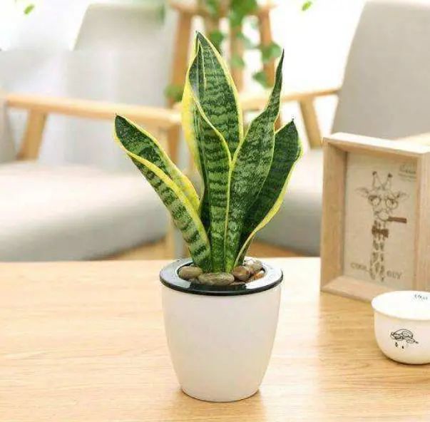 种绿豆芽的方法：家庭种植绿色健康美食
