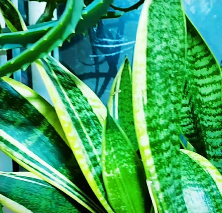 盆栽核桃树的种植方法