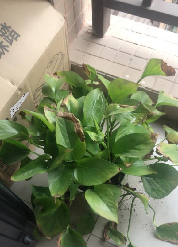 韭菜家庭种植方法：打造自给自足的绿色厨房