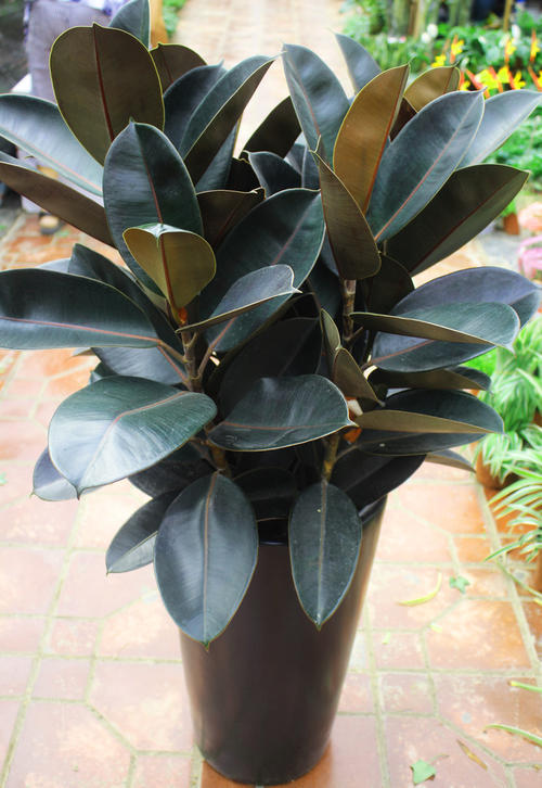 菠菜种植时间和方法：掌握要领，轻松种植绿色佳品