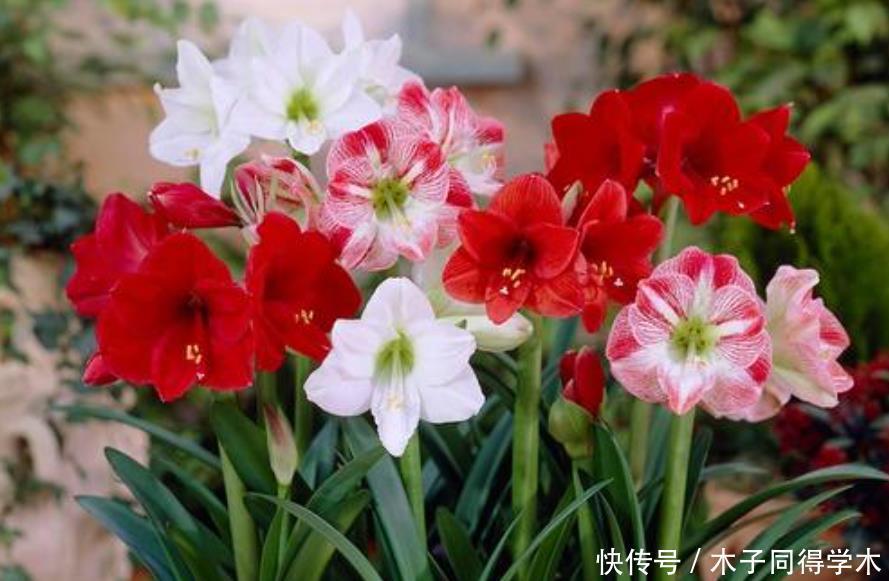 倒挂金钟扦插图解：教你轻松繁殖美丽花卉
