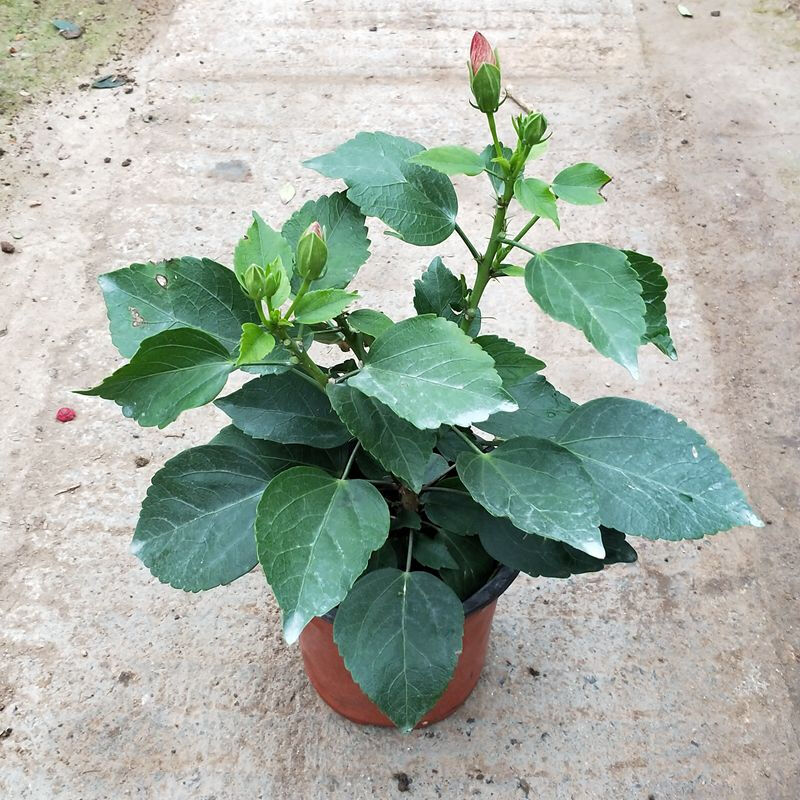 石斛家庭盆栽种植方法
