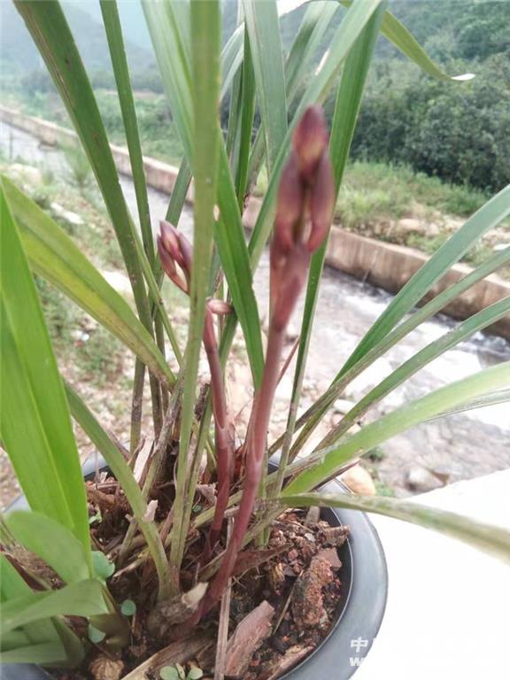 兰花的盆栽：优雅养护指南
