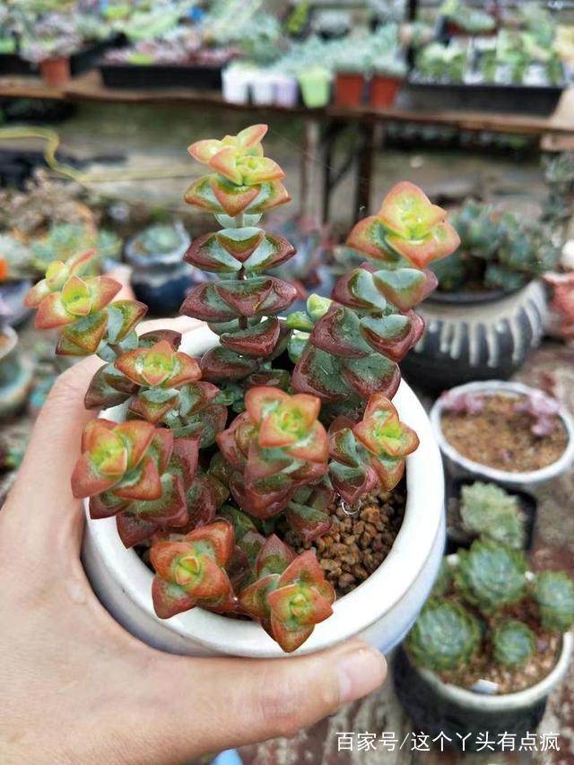植物麒麟的养殖方法