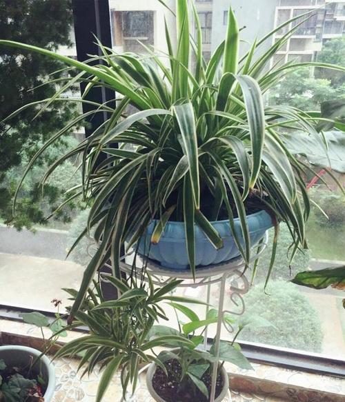 海棠花种植方法：让你的花园增添亮丽色彩