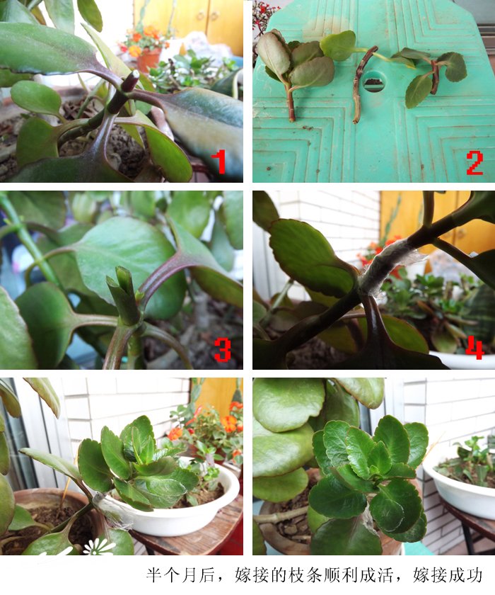 花卉杜鹃养殖方法
