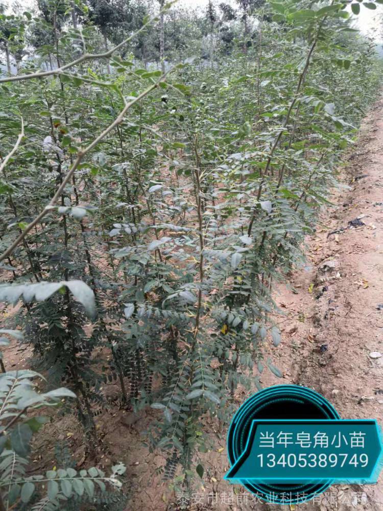 仙人掌怎么种植方法：养植入门指南