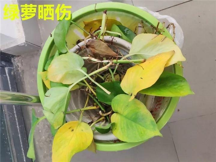 芦荟的养殖方法视频：掌握秘诀，轻松养好芦荟