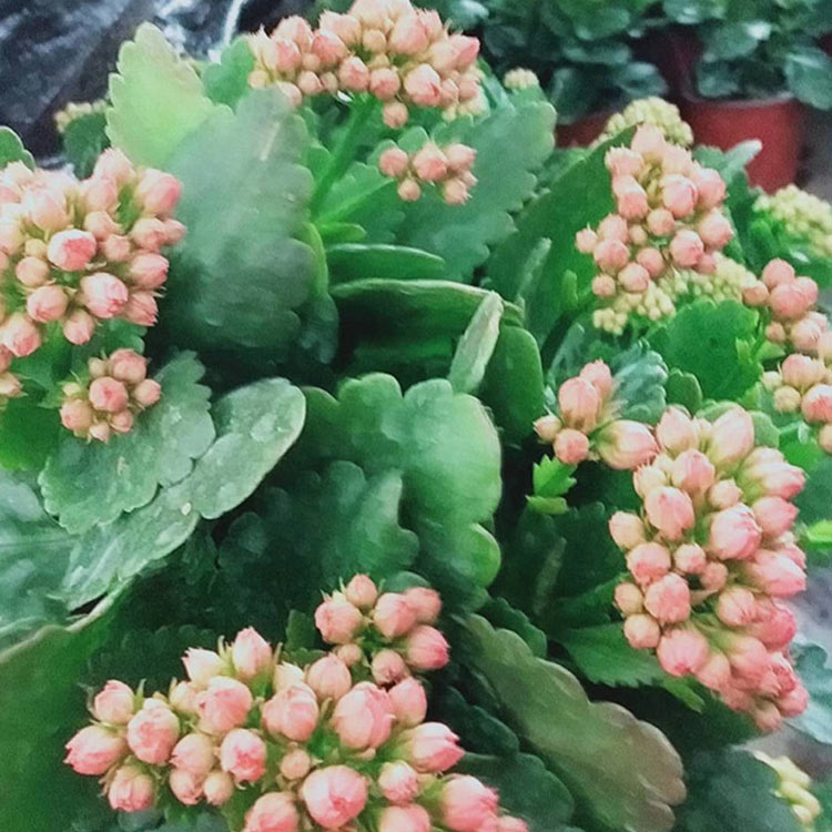 山茶花怎样扦插 - 植物养殖园丁攻略