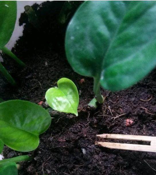 盆栽适合种什么菜？——打造阳台小菜园的指南
