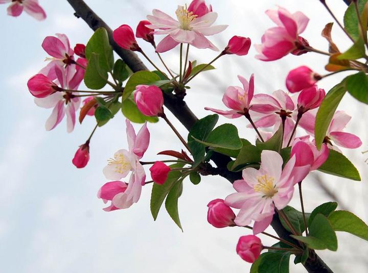 芹菜育苗方法视频：掌握关键步骤，轻松育壮苗