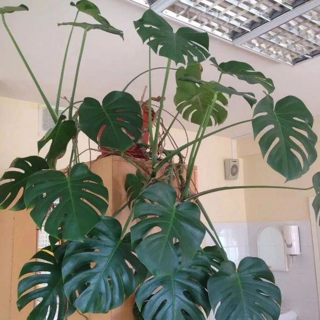 菌的种植方法：掌握关键技术，实现高效栽培