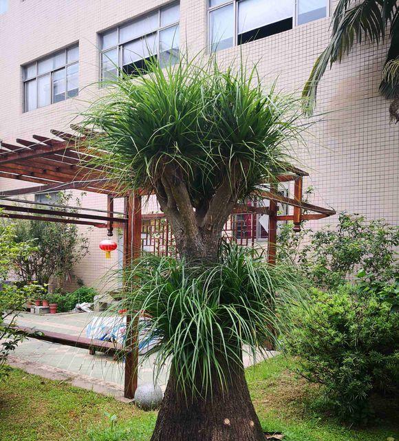 蓝蝴蝶花的养殖方法