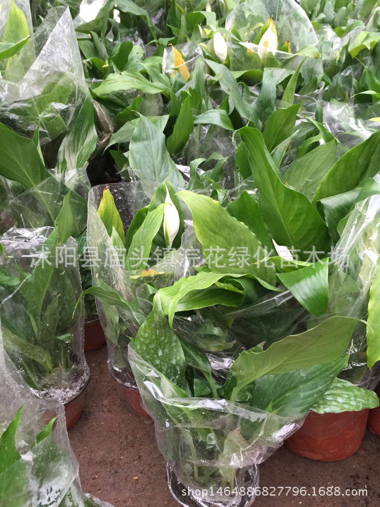 蜂王培养方法：揭秘蜂群繁衍的关键步骤