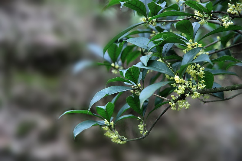 杜鹃花盆景制作方法：打造诗意盎然的家居美景