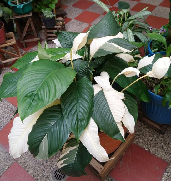 脱温方法：让植物安全过渡的关键步骤