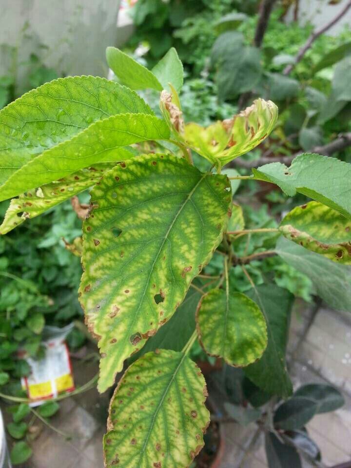 种灵芝方法：家庭种植灵芝的详细指南