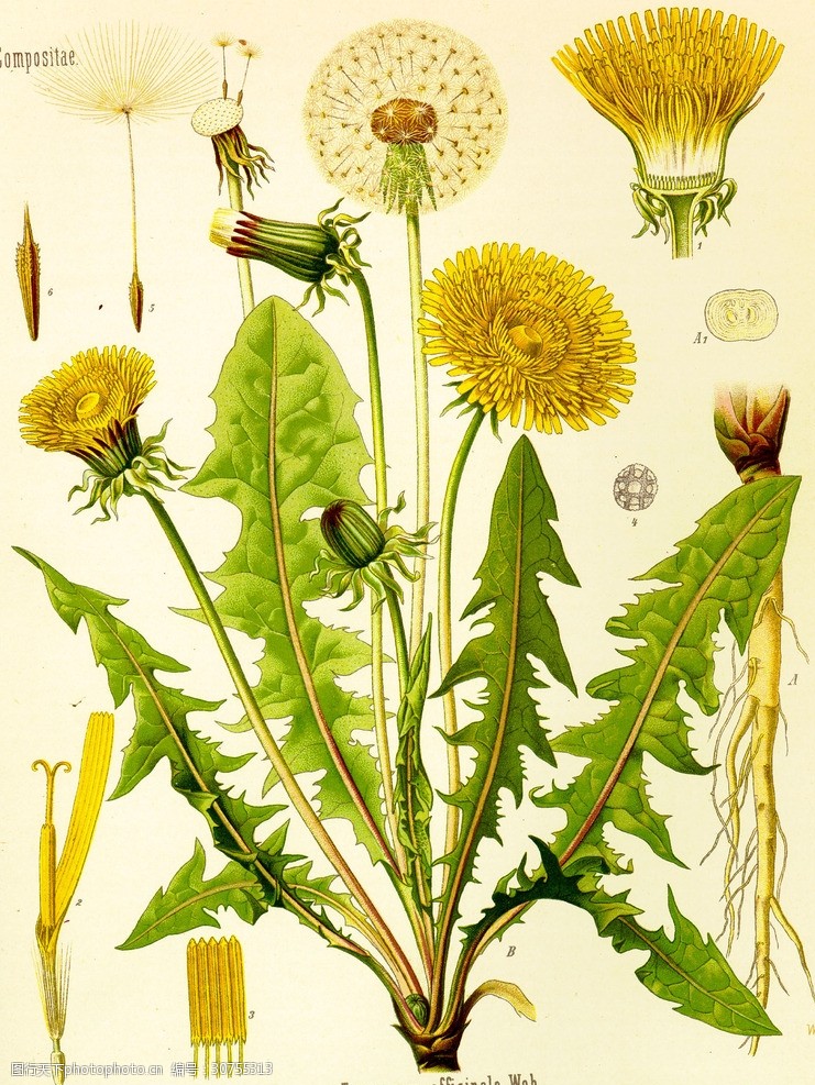 紫薯盆栽种植方法