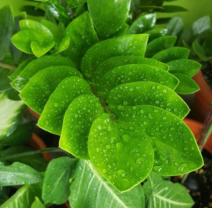 盆栽火龙果几年能结果 - 植物养殖园丁指南