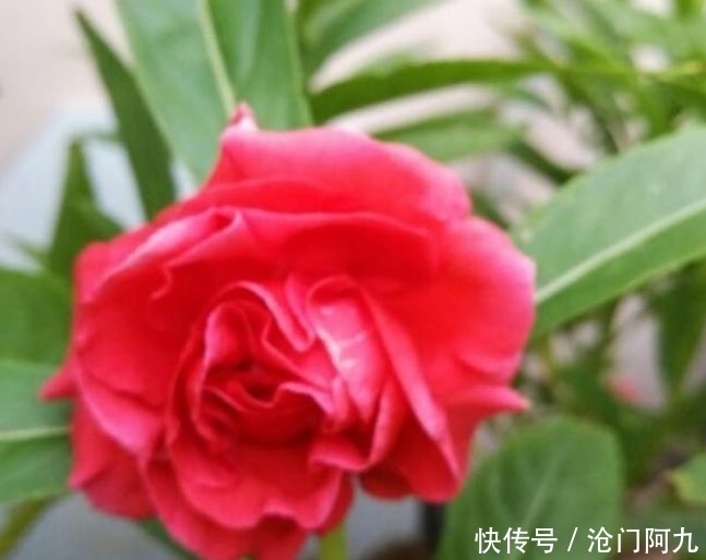 益母草的种植方法