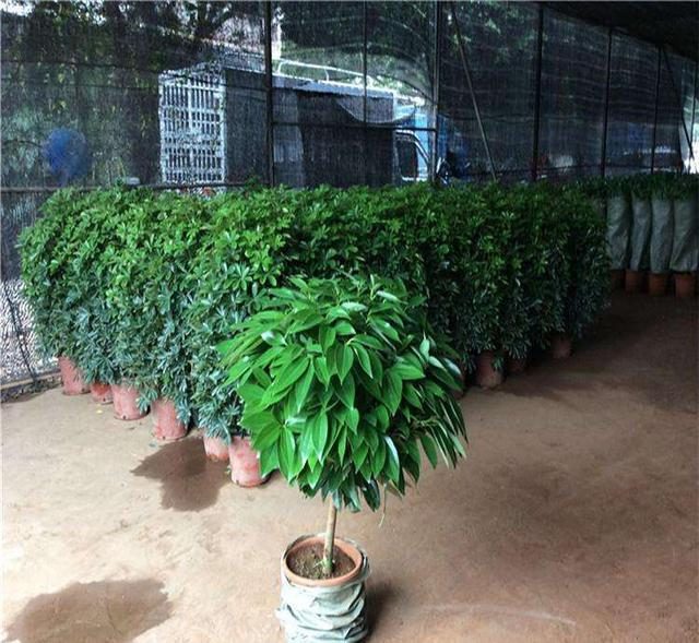 家养盆栽荷花：打造阳台上的水景之美