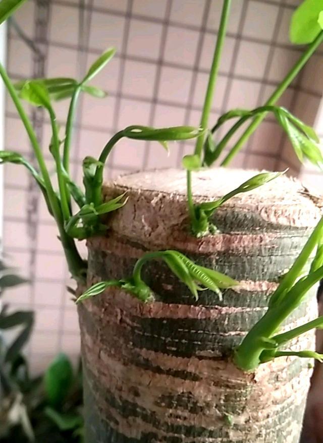 仙人指扦插季节：掌握最佳时机，提高成活率