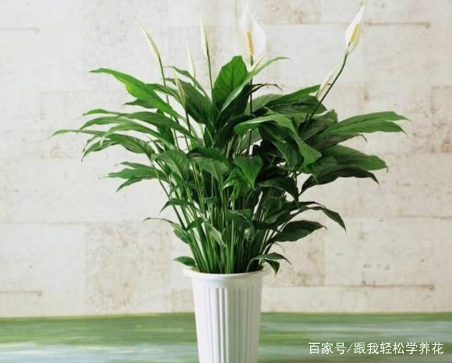 沙漠玫瑰扦插方法：掌握技巧，养出美丽盆栽