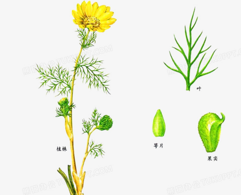 水培虎皮兰的养殖方法和注意事项