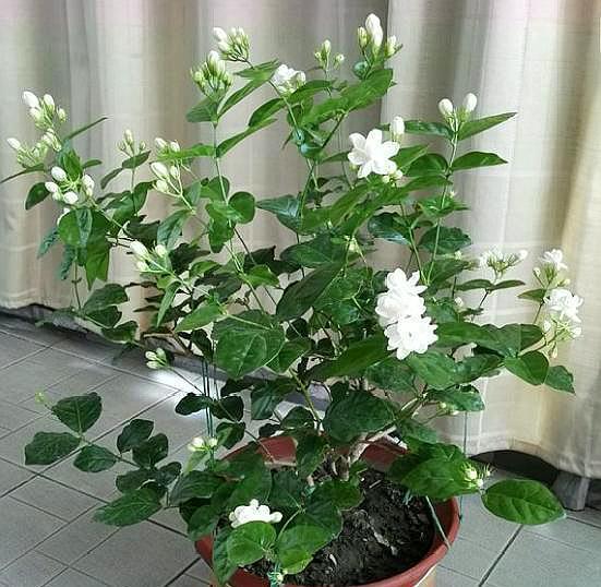 勺药花养殖和繁殖方法