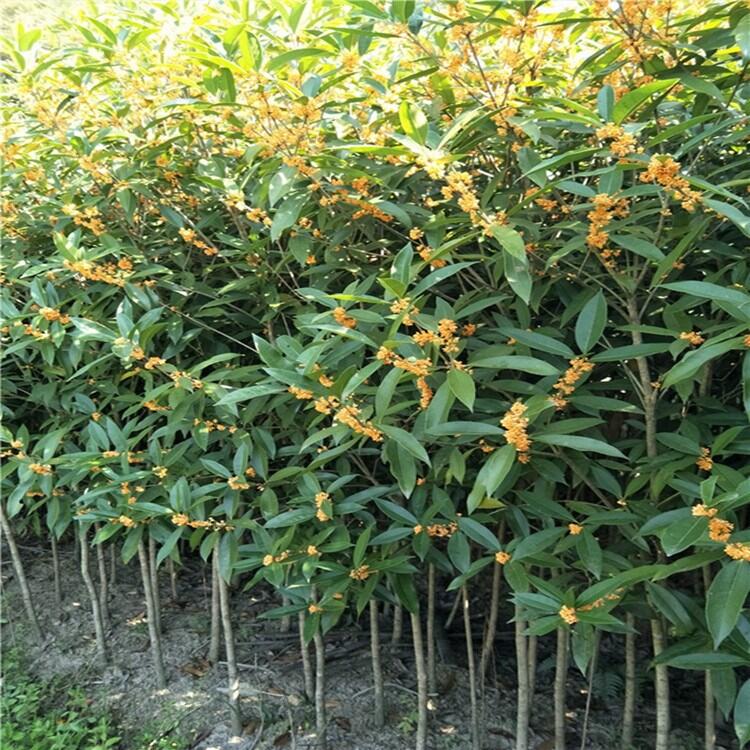 ### 三色堇的种植方法