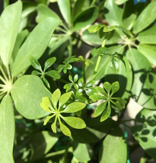 香葱的种植方法视频：掌握技巧，轻松种植绿色美味