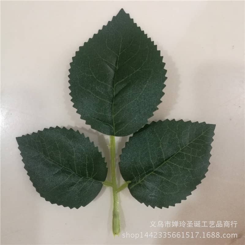 发财树怎么养殖方法：养出繁茂绿意的秘诀