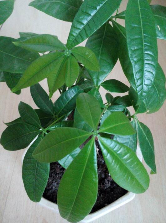 葵花籽种植方法：从选种到收获的全方位指南