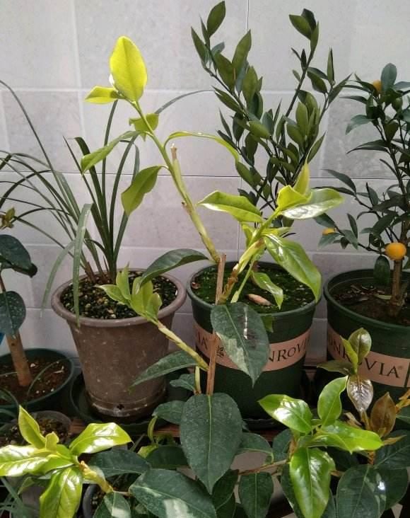 韭菜的种植方法和管理