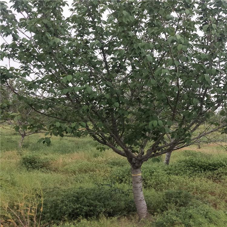 地豆角种植时间和方法：掌握关键技巧，收获丰硕果实