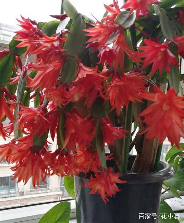 梅花嫁接方法：掌握技巧，让梅花繁茂盛开